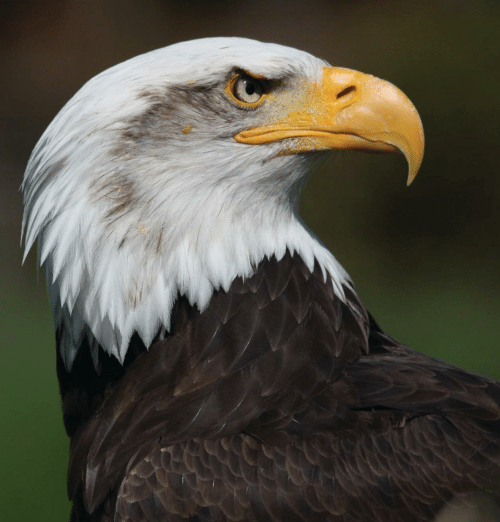 Wind Energy, an Eagle’s Deadly Enemy
